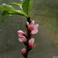 Prunus persica (L.) Batsch